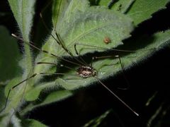 Leuronychus pacificus