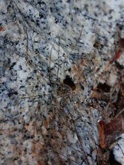 Leuronychus pacificus