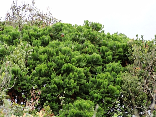 Dacrydium comosum