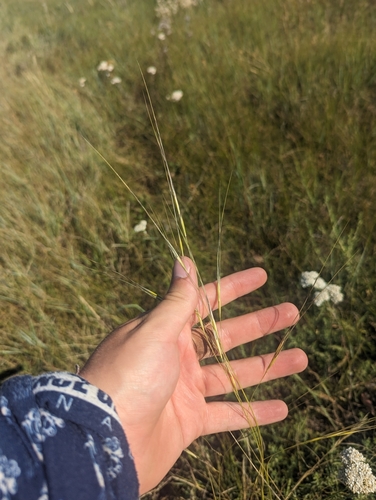 Image of Hesperostipa curtiseta by (c) Caleb Catto, some rights reserved (CC BY)