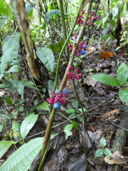 Miconia trichocalyx