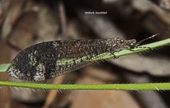 Glenoleon pulchellus