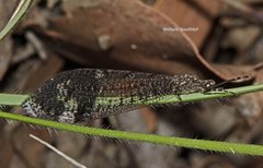 Glenoleon pulchellus