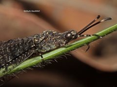 Glenoleon pulchellus