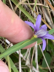 Sisyrinchium idahoense