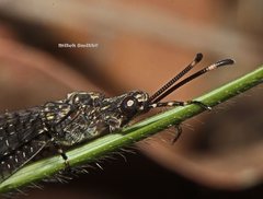 Glenoleon pulchellus