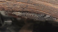 Glenoleon pulchellus