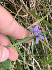 Sisyrinchium idahoense