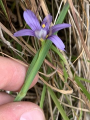 Sisyrinchium idahoense