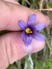 Sisyrinchium idahoense