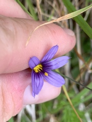 Sisyrinchium idahoense