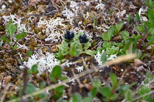 Image of Gentiana glauca by (c) Syd Cannings, some rights reserved (CC BY)