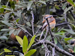 Empidonax fulvifrons