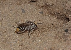 Megachile chrysopyga