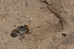 Megachile chrysopyga