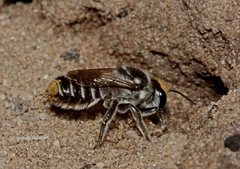 Megachile chrysopyga