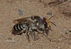 Megachile chrysopyga