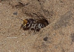 Megachile chrysopyga