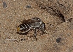 Megachile chrysopyga