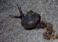 Helminthoglypta traskii