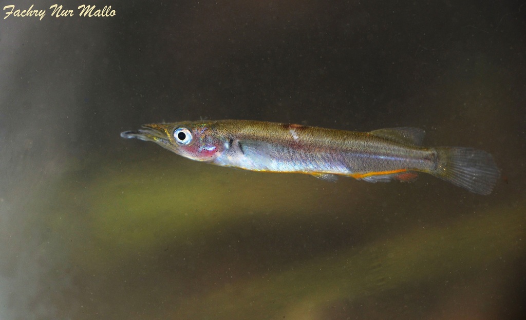 Ebrardt's halfbeak (Nomorhamphus ebrardtii) — Zenarchopteridae