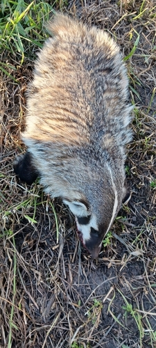 American Badger photographed in Iowa