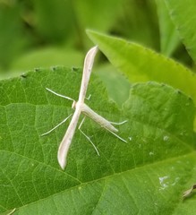 Hellinsia homodactylus