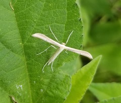 Hellinsia homodactylus