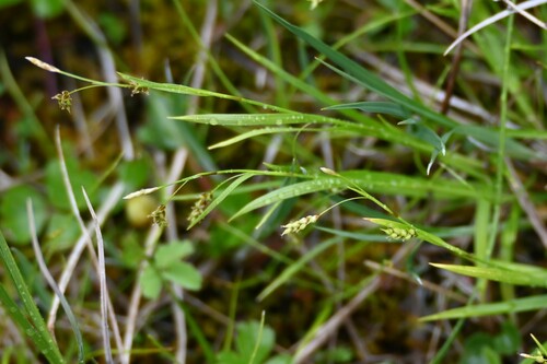 Image of Carex capillaris by (c) Syd Cannings, some rights reserved (CC BY)