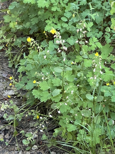 iNaturalist observation photo of seep monkeyflower