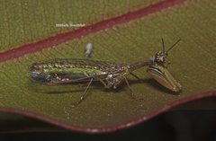 Campion tenuistrigus
