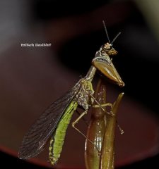 Campion tenuistrigus