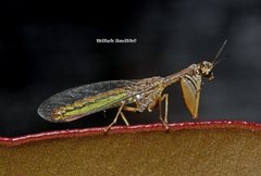 Campion tenuistrigus