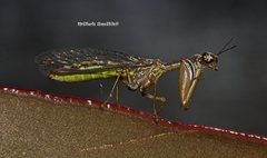 Campion tenuistrigus