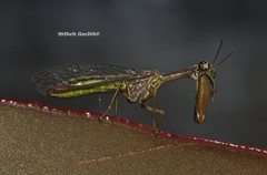 Campion tenuistrigus