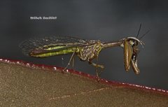 Campion tenuistrigus