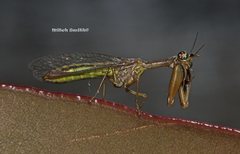 Campion tenuistrigus