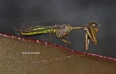 Campion tenuistrigus
