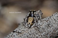 Maratus plumosus