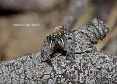 Maratus plumosus