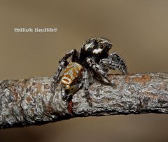 Maratus plumosus