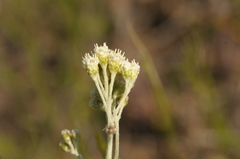 Antennaria luzuloides