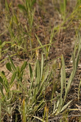 Antennaria luzuloides