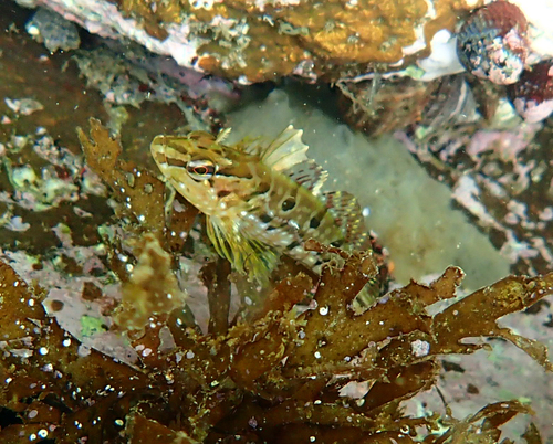 Marbled sculpin (Pseudoblennius marmoratus) — Cottidae