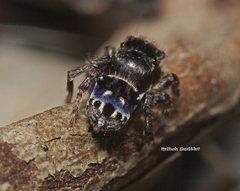Maratus harrisi