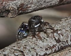 Maratus harrisi