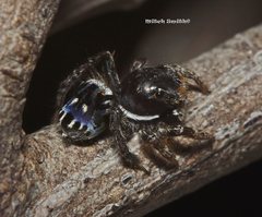 Maratus harrisi