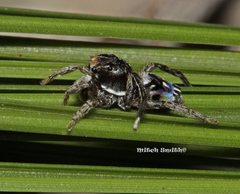 Maratus harrisi