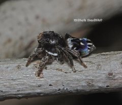 Maratus harrisi