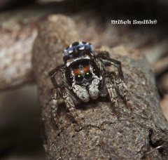 Maratus harrisi